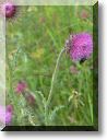 2012-06-24-BALADE-STE GENEVIEVE019.jpg